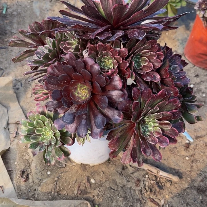 074粉墨多肉法师不包断枝