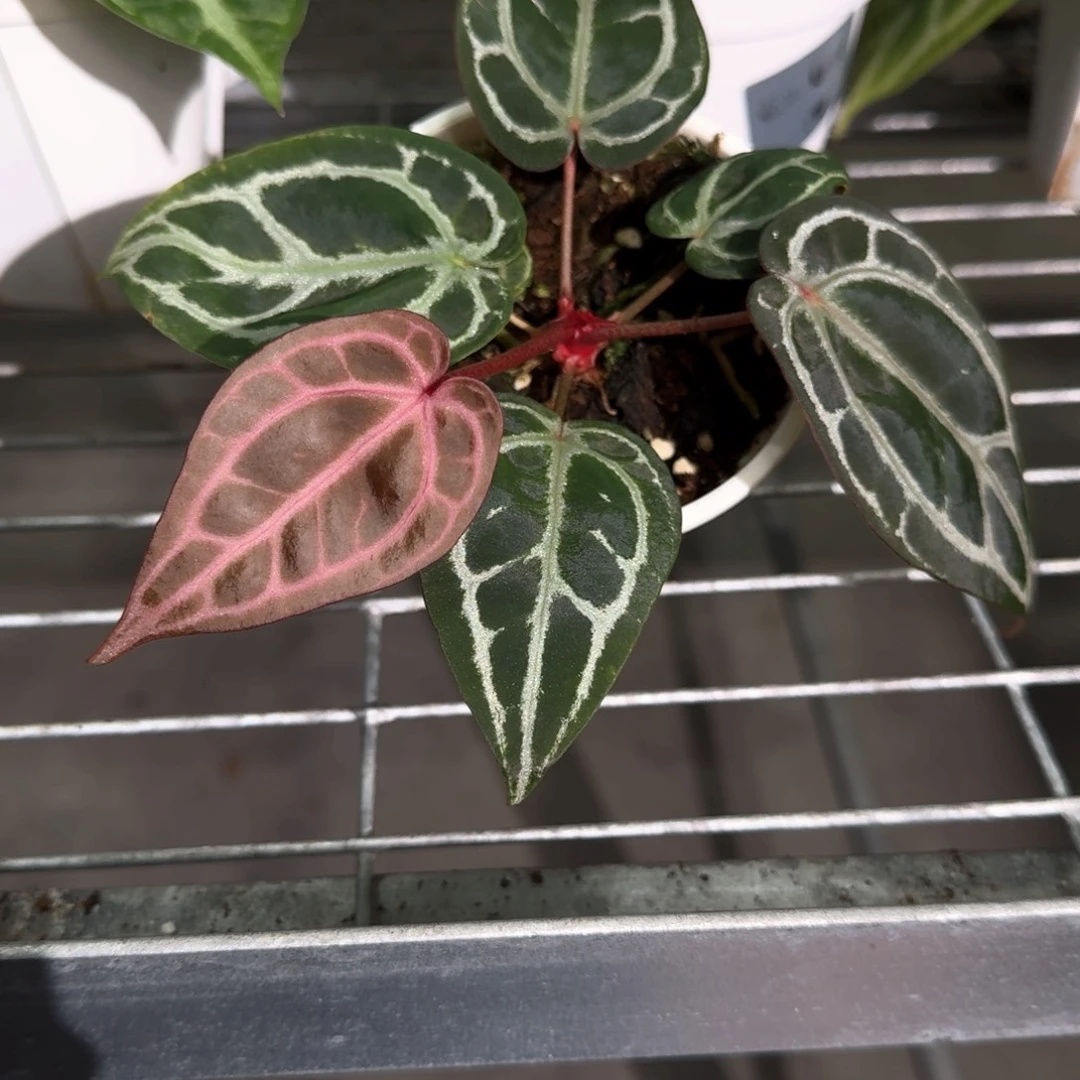 不开花植物印尼nse 红水晶