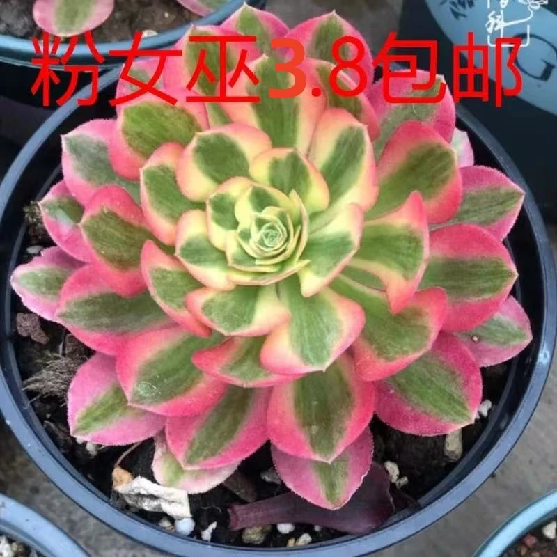 粉女巫法师锦多肉植物高端法师锦单头手捧室内办公桌阳台花卉包邮