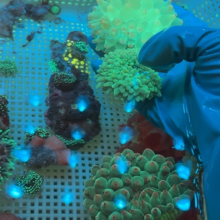 h***a奶嘴海葵绿奶2222222