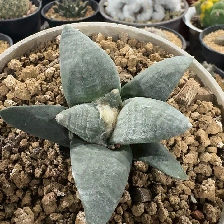 白肌青瓷牡丹实生仙人球