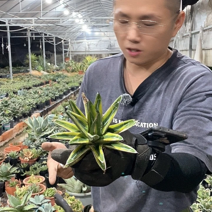 15公分金山。