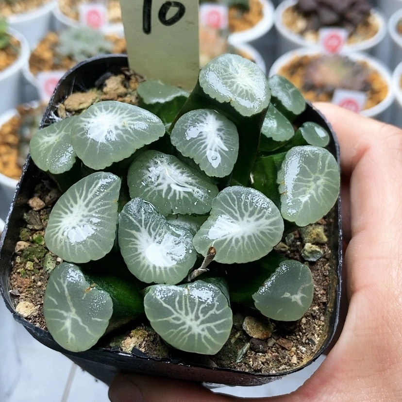 【闪购商品】帕**恰10欧若拉万象