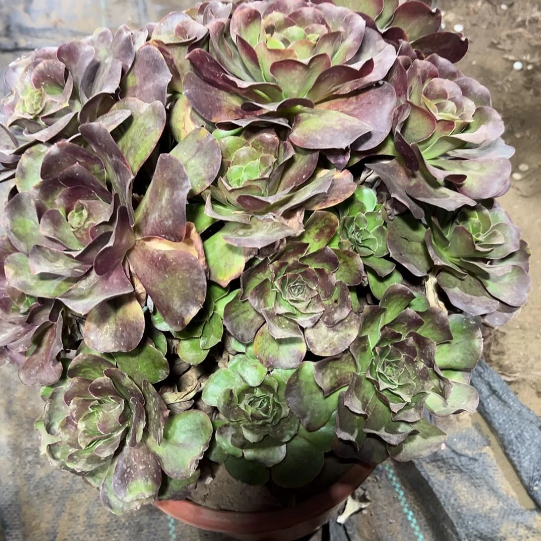 多肉植物梅金法师28