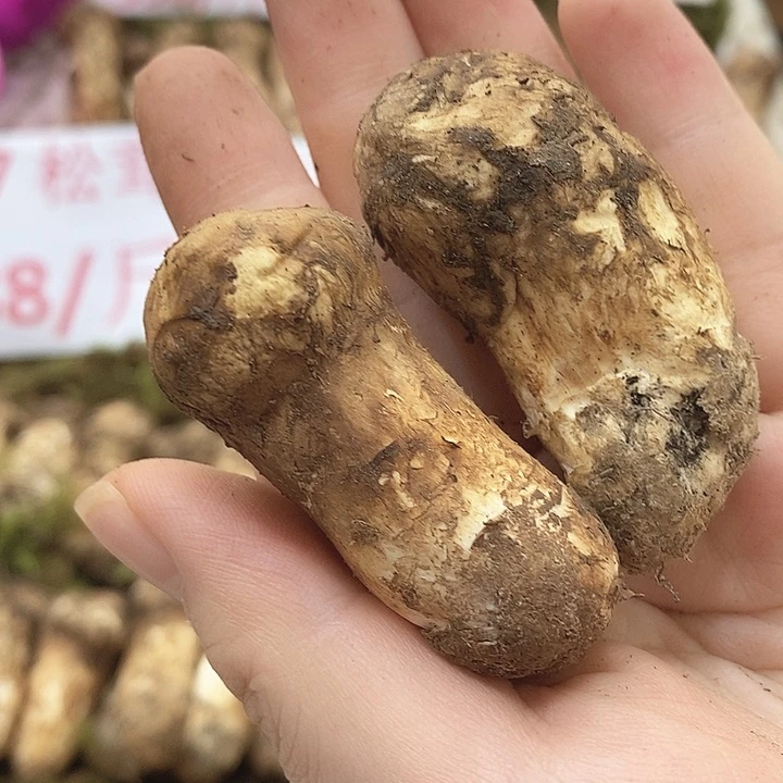 一物一拍中国大陆松茸