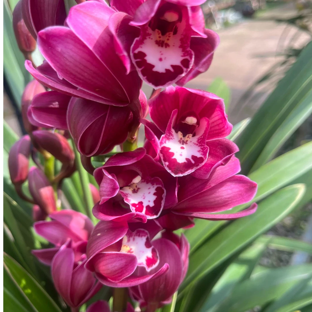 【中国龙】大花蕙兰桌面兰带花苞发货原盆原土