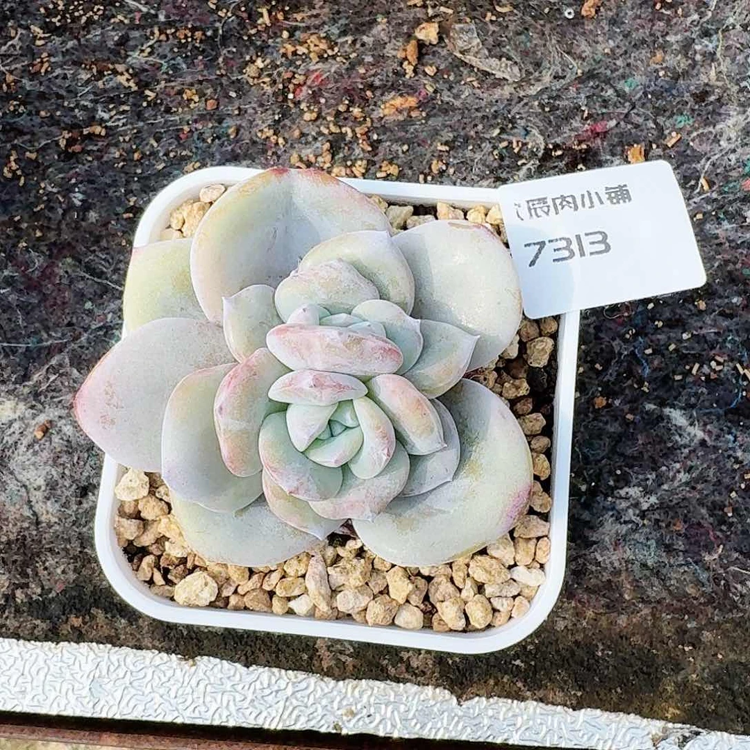 有***运多肉植物奶茶双心7313