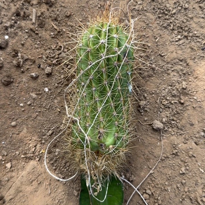 244新品毛花柱落地无木心斑