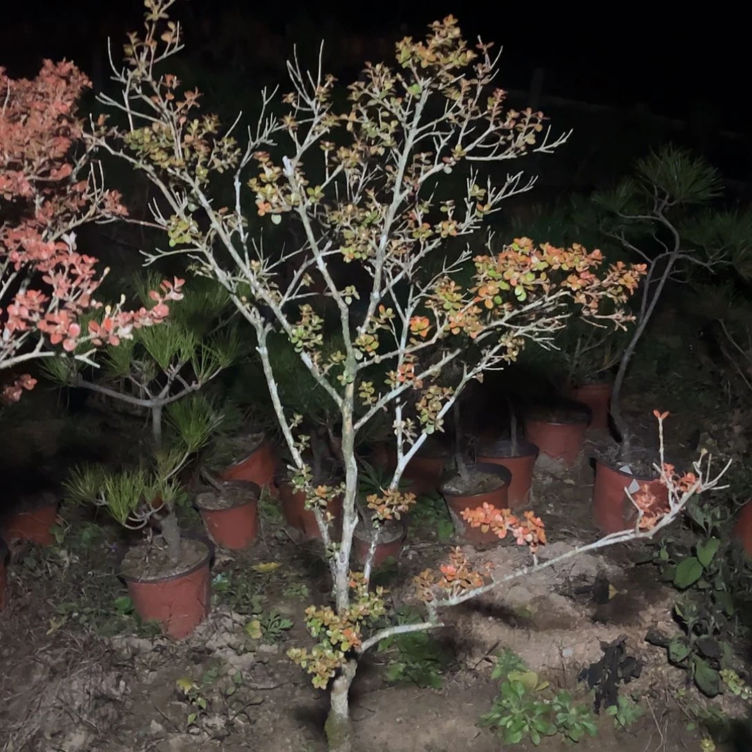 悠***在无花朵安徽珍珠黄杨