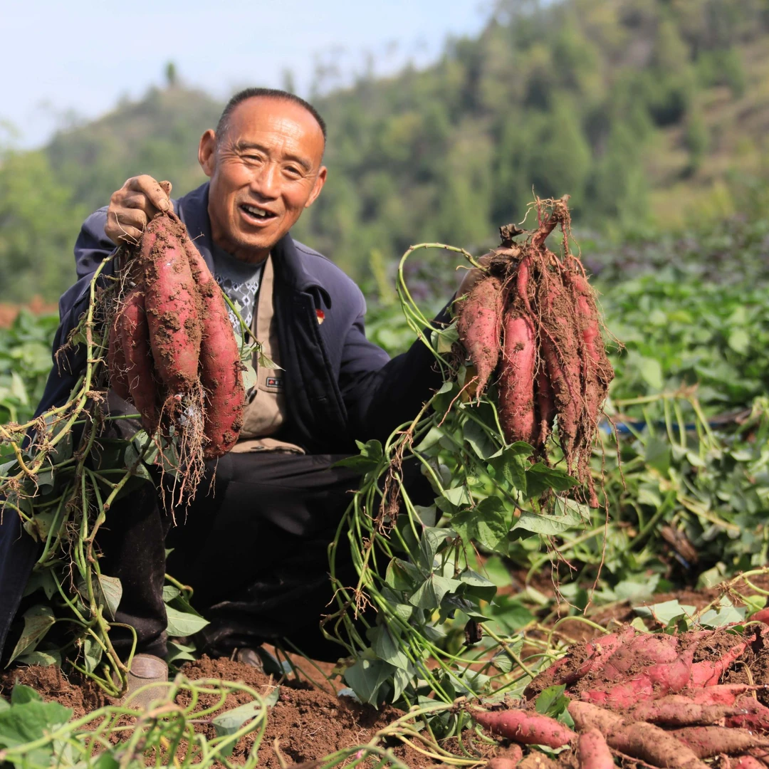 【绿色食品】认证高山蜜薯糖心新鲜现挖软糯香甜无筋无丝净重5斤