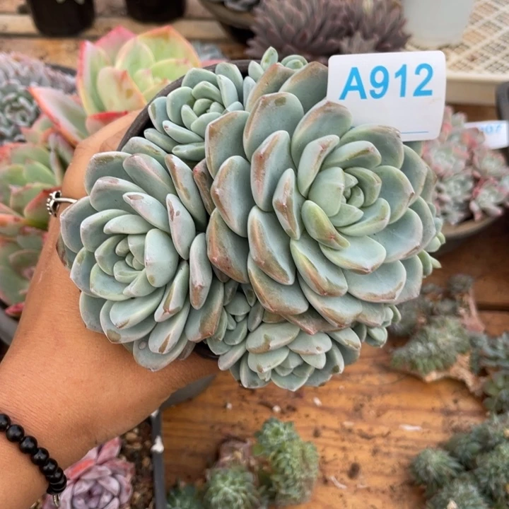阳***5哈哈哈哈哈哈哈哈哈哈912