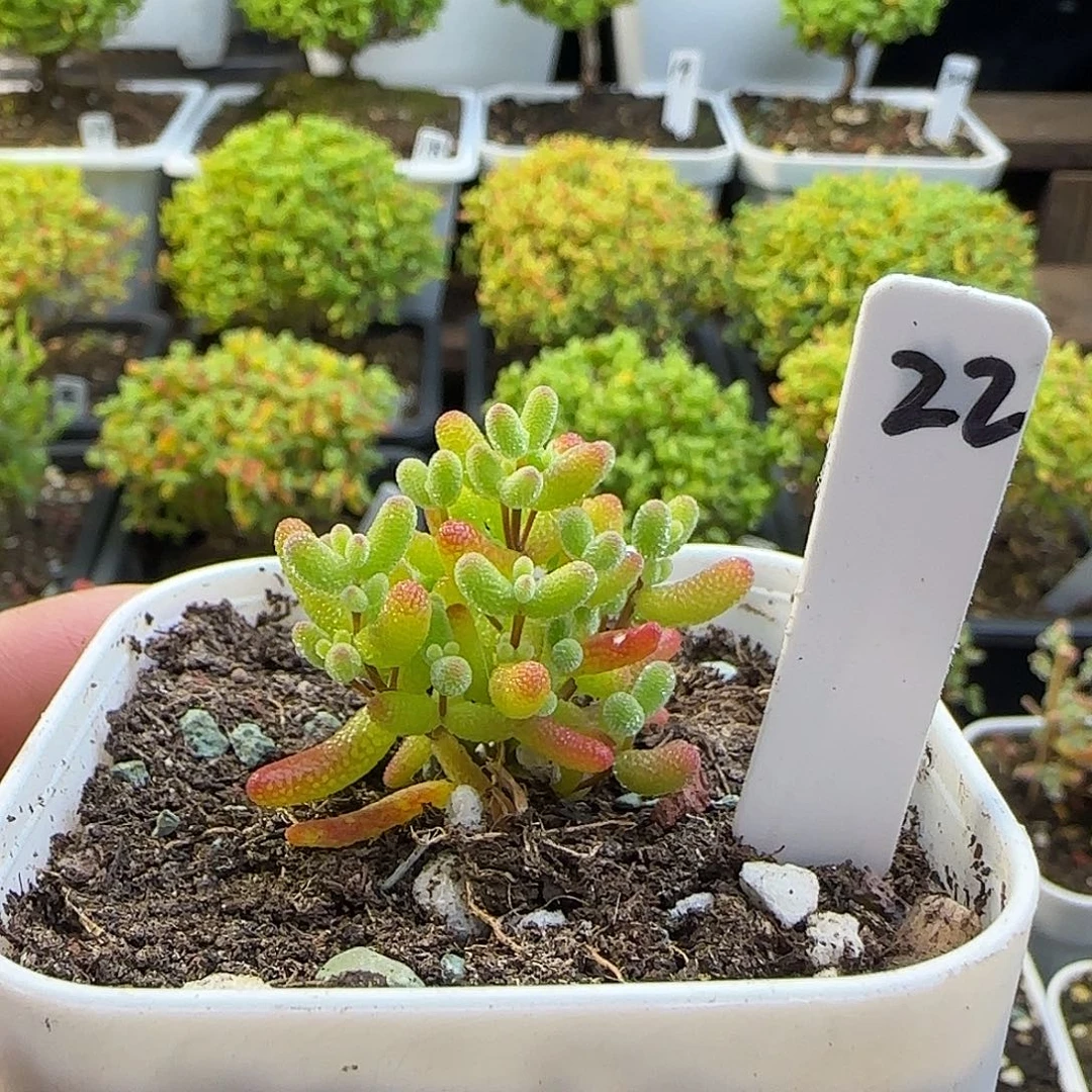 实生桔子糖枝干番杏