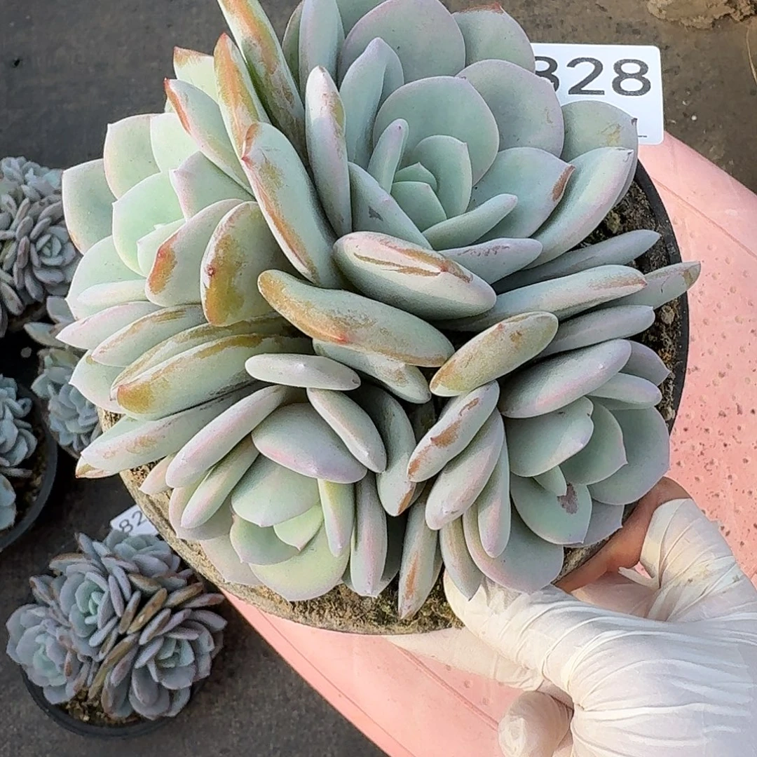 #828 多肉 售后范围：签收起7天内