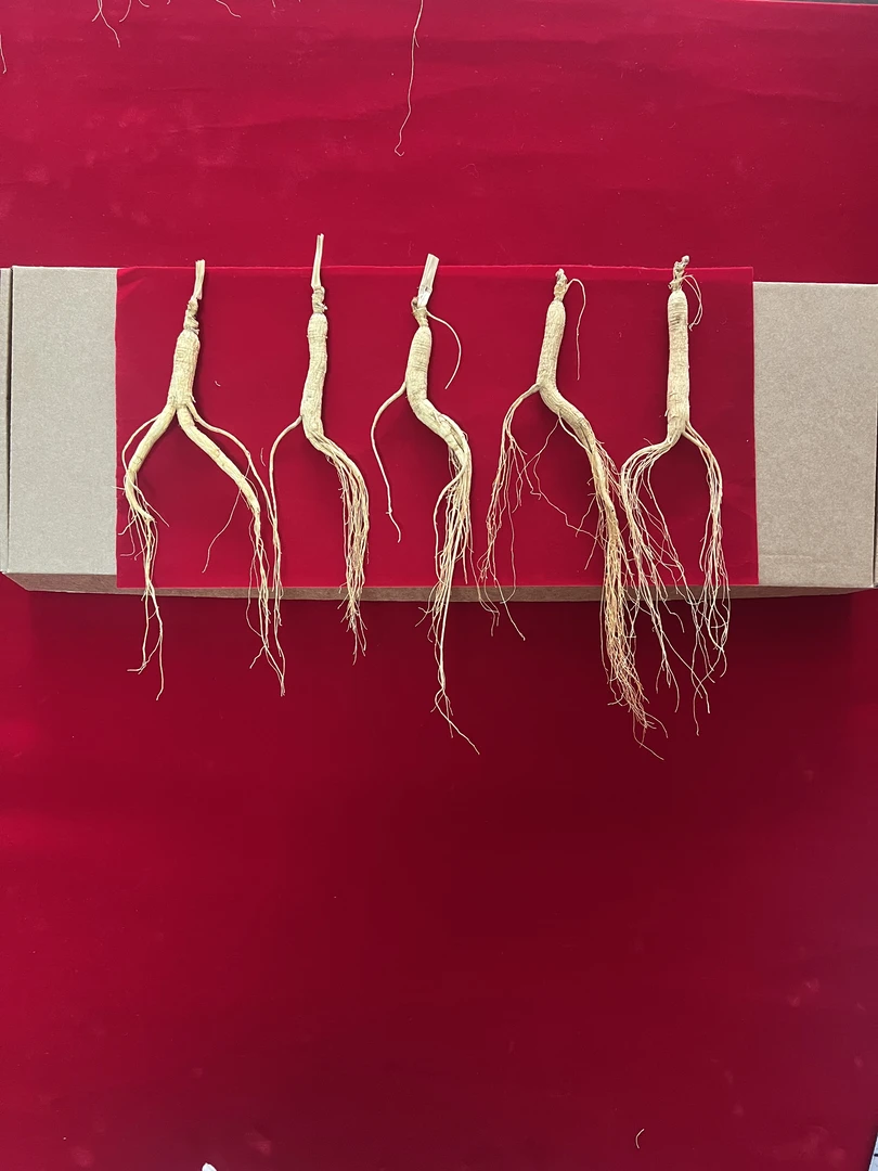 3号活动专属：长白山林下参（5支）