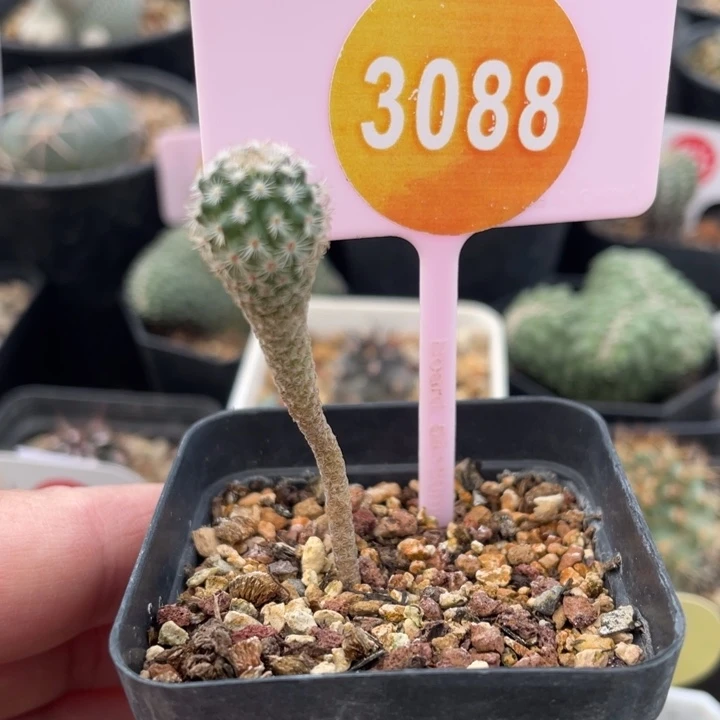 实生赤花美针3088