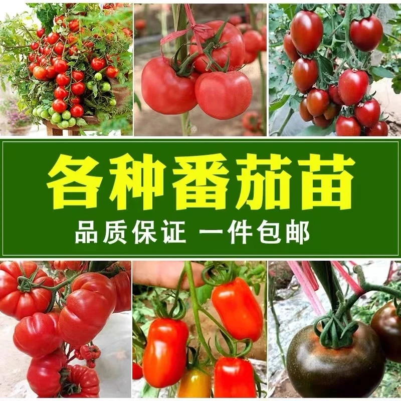 番茄种子番茄苗樱桃圣女果种苗蔬菜种子蔬菜苗种子蔬菜种子