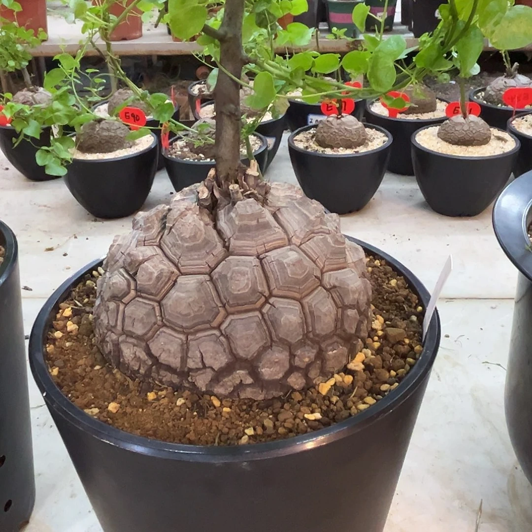 汤圆植物龟甲龙102