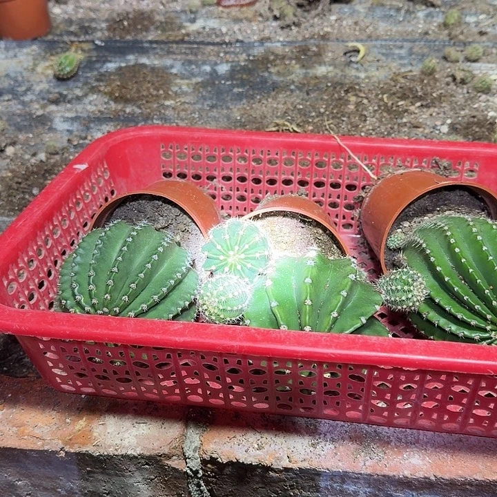 *****无花朵彩草哈哈哈哈哈
