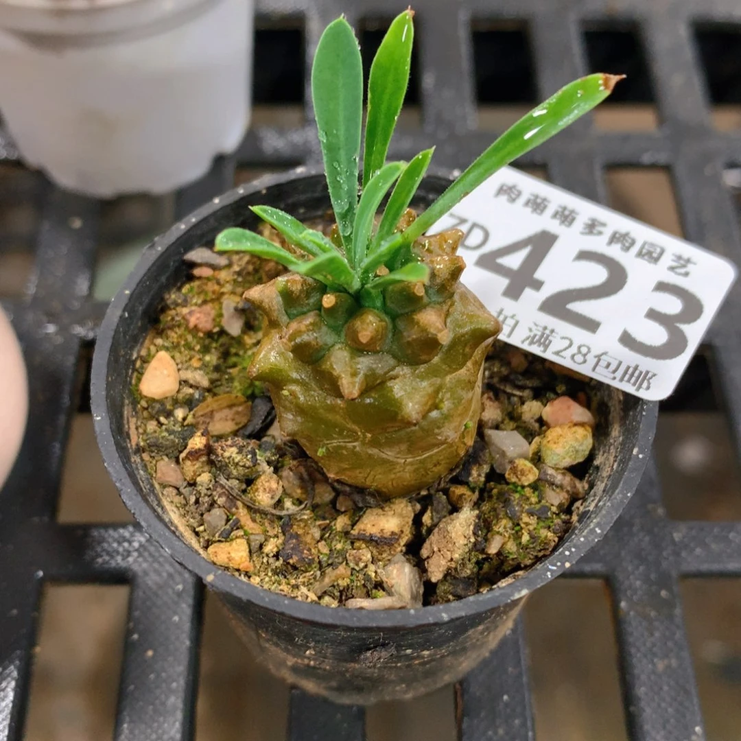 肉萌萌拇指盆精控多肉ZD423