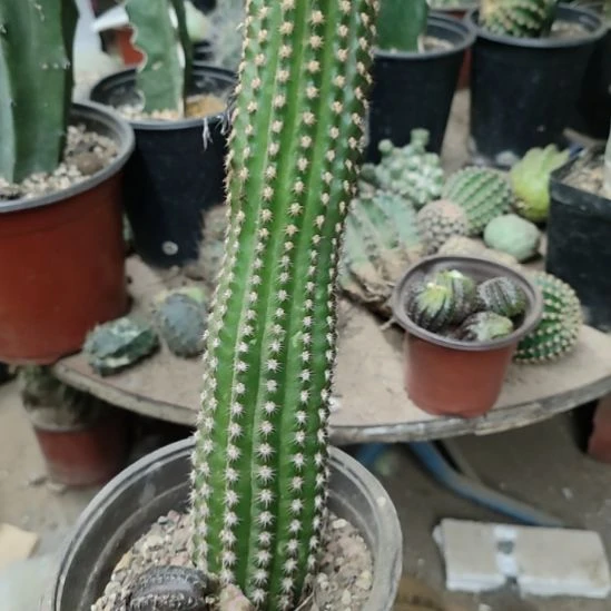 仙人球金妞紫罗兰39号带根