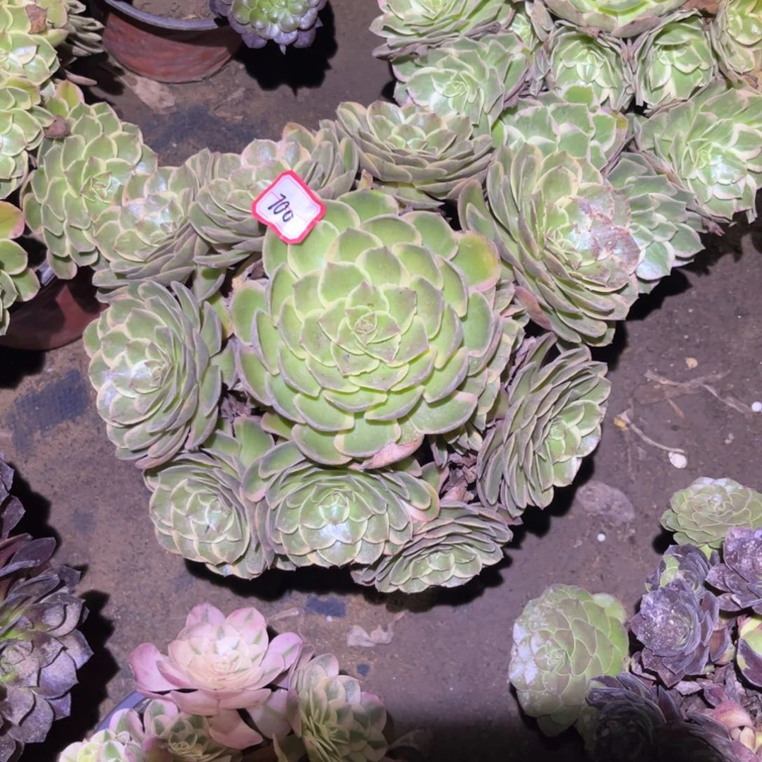 700多肉植物粉花妖