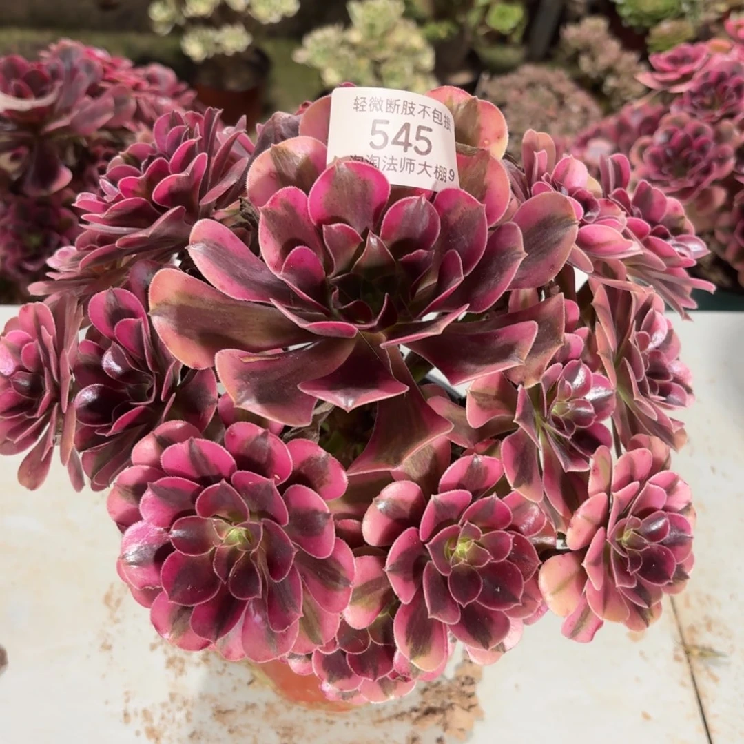 545美杜莎多肉植物法师