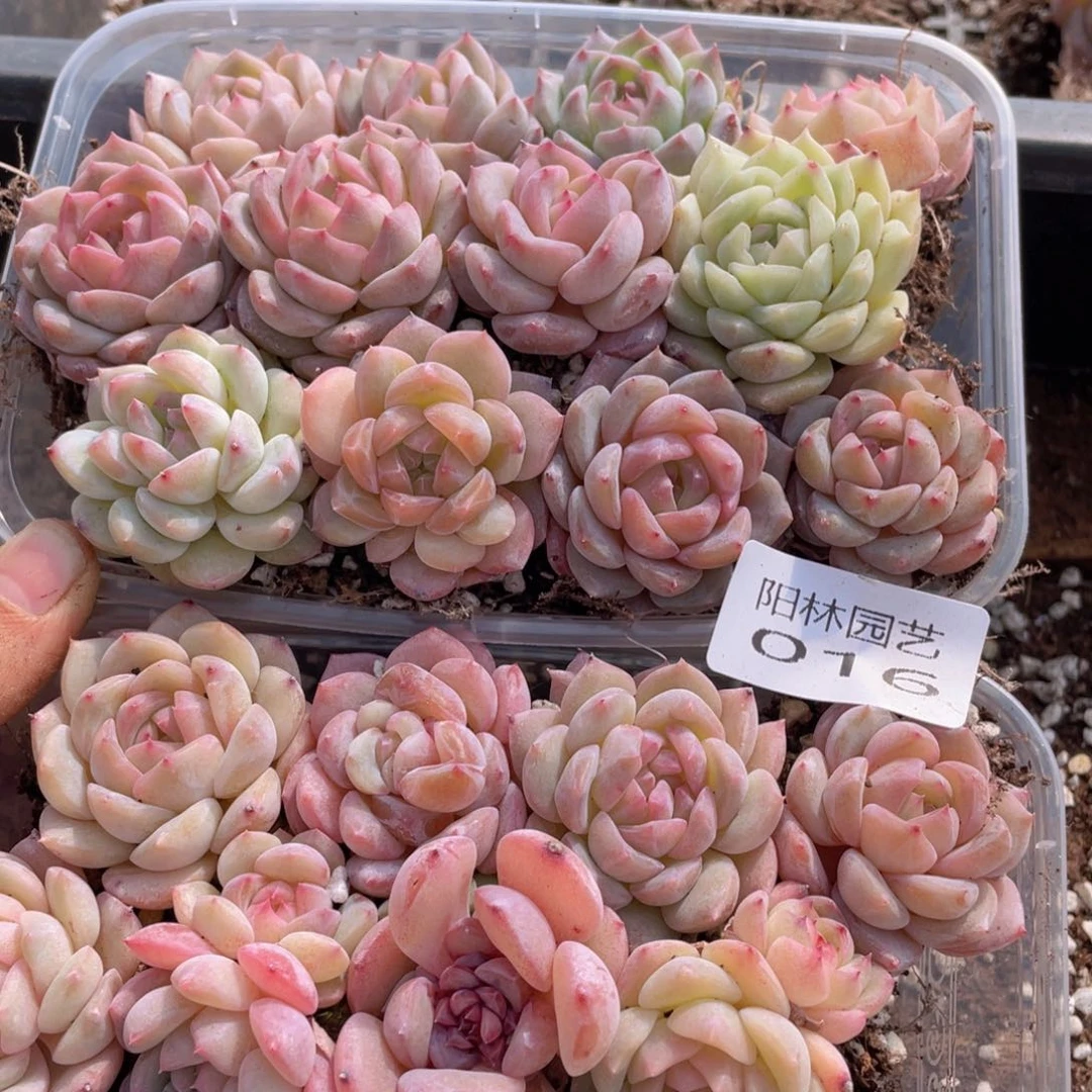 ?****）多肉植物多肉植物16