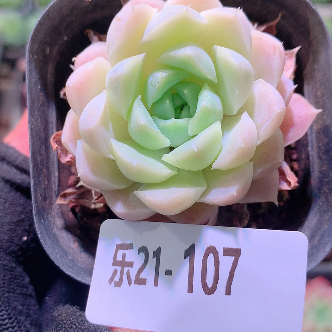 乐然21-107 白月影