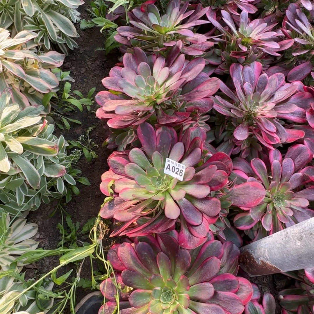 茶*缘026 号七彩美杜莎多肉