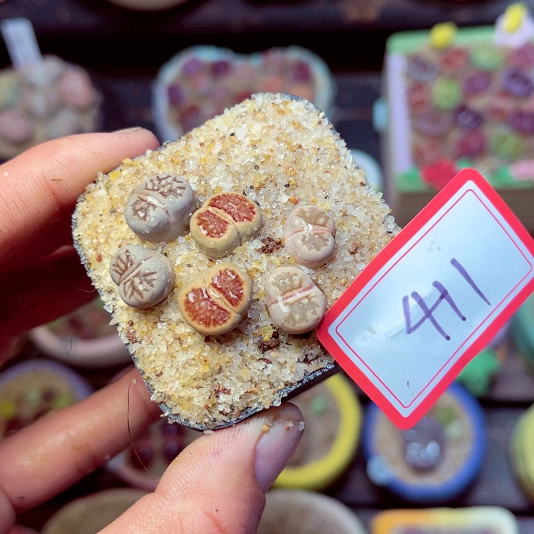 411生石花带盆发1