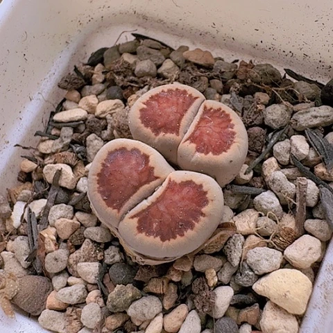 731菊红窗双头脱土发货