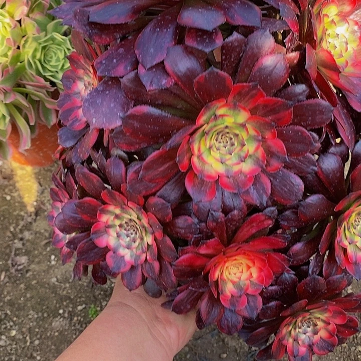 多肉烟花006多艘