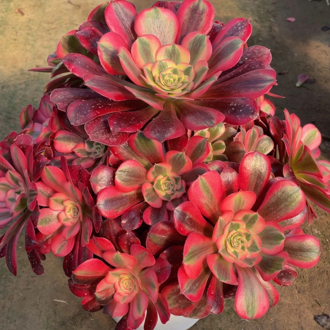 065美杜莎精品法师多肉