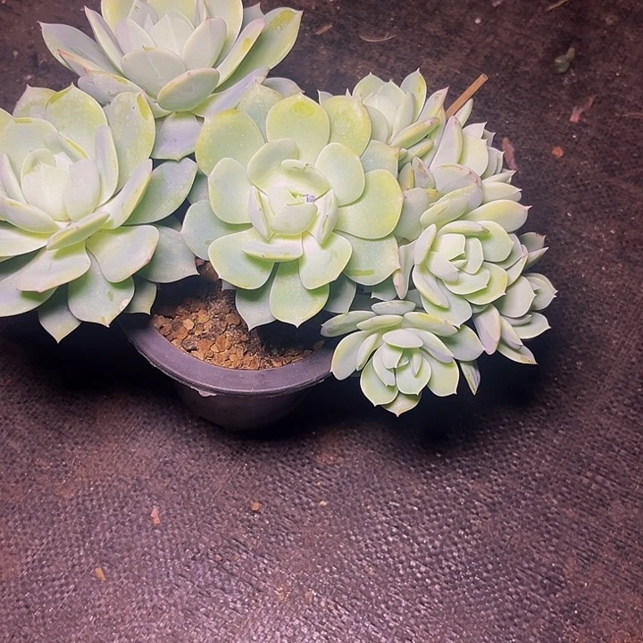 多肉植物恋曲朵朵