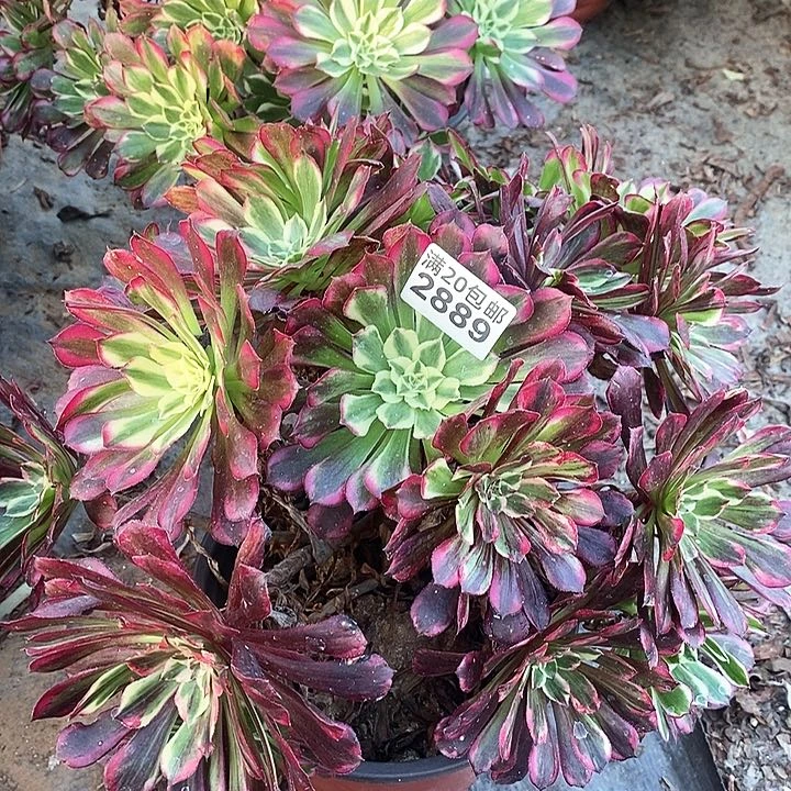 2889 一颗同花顺法师