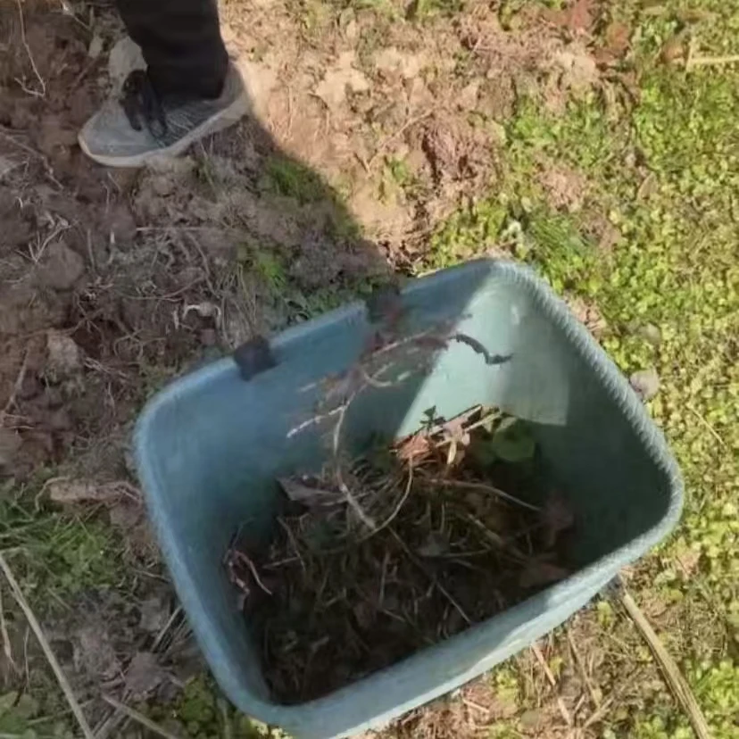 正宗四川高山野生折耳根不是种的野生野生野生折耳根下饭神菜