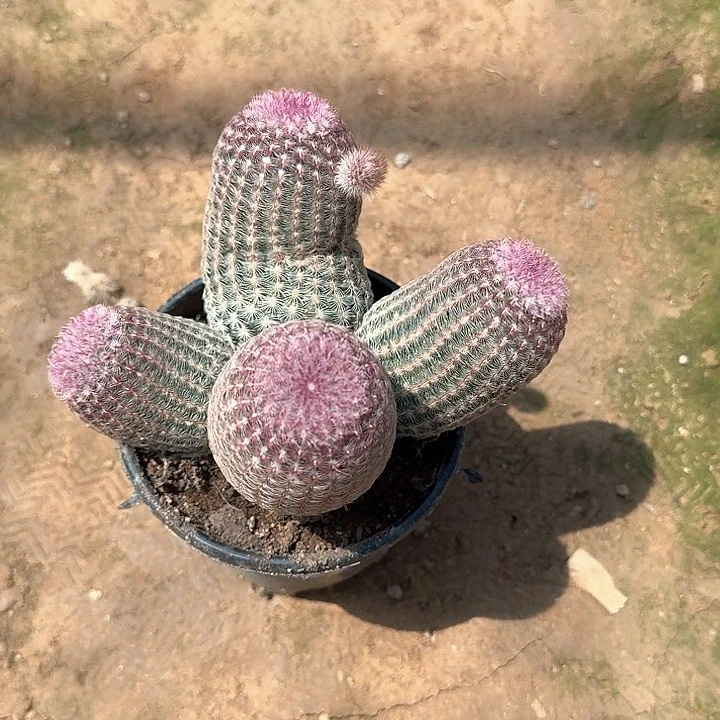 阳*哈哈哈哈哈哈哈哈哈