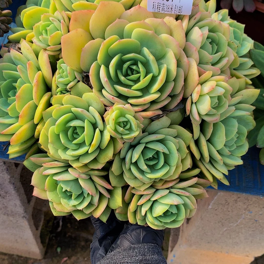 桐***馆恋曲14074多肉多肉