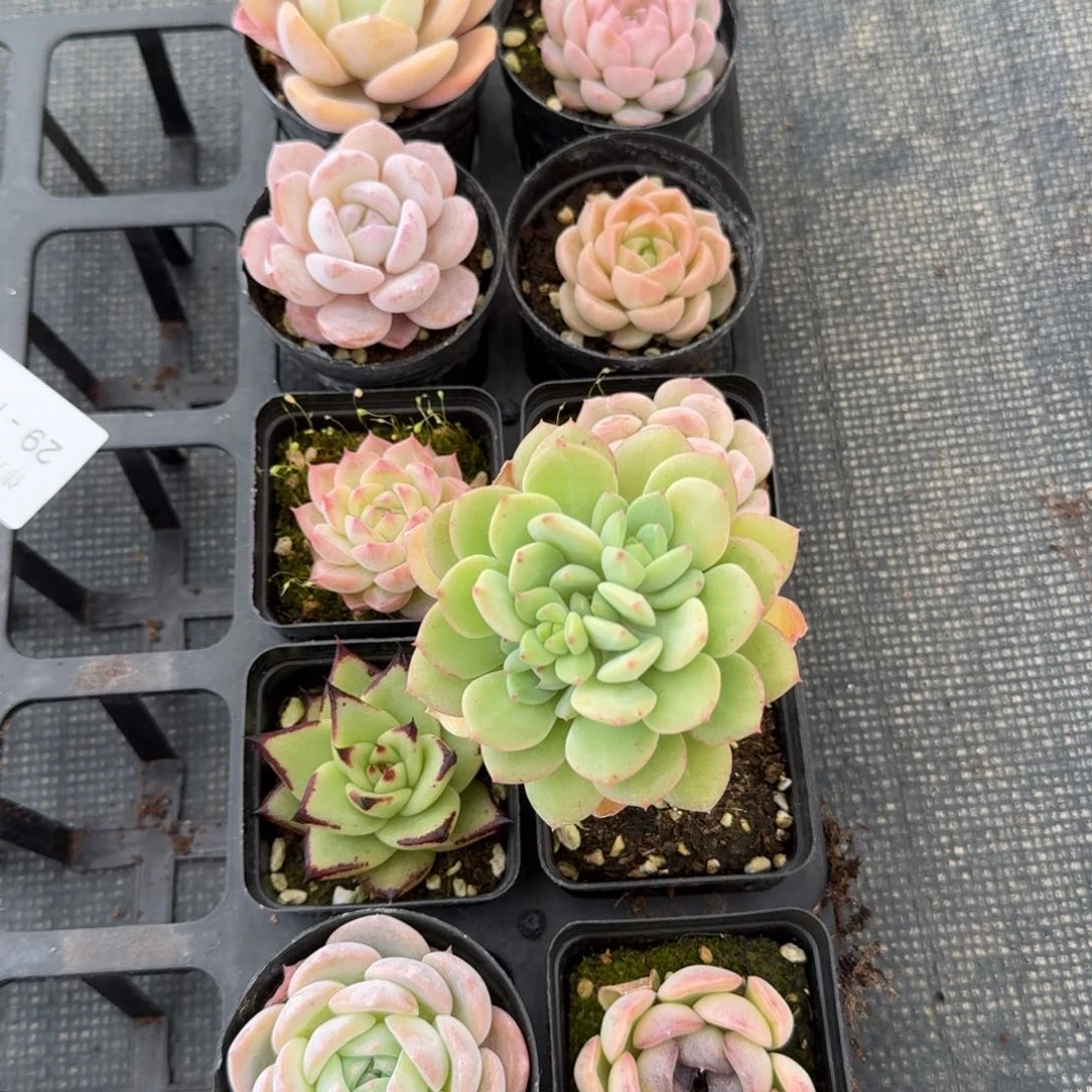 组合福利量拍29-106