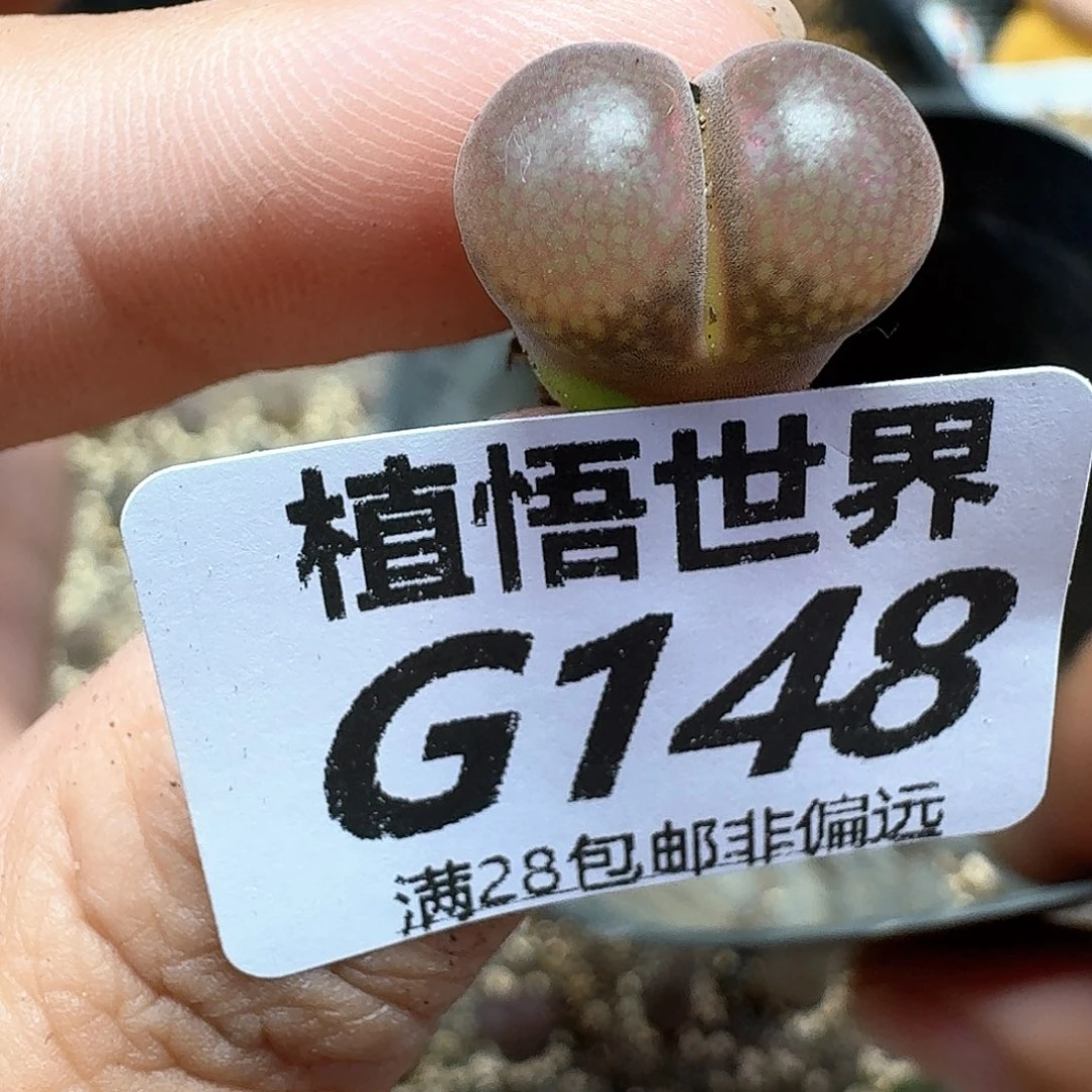 多肉我的润泽dfgbj