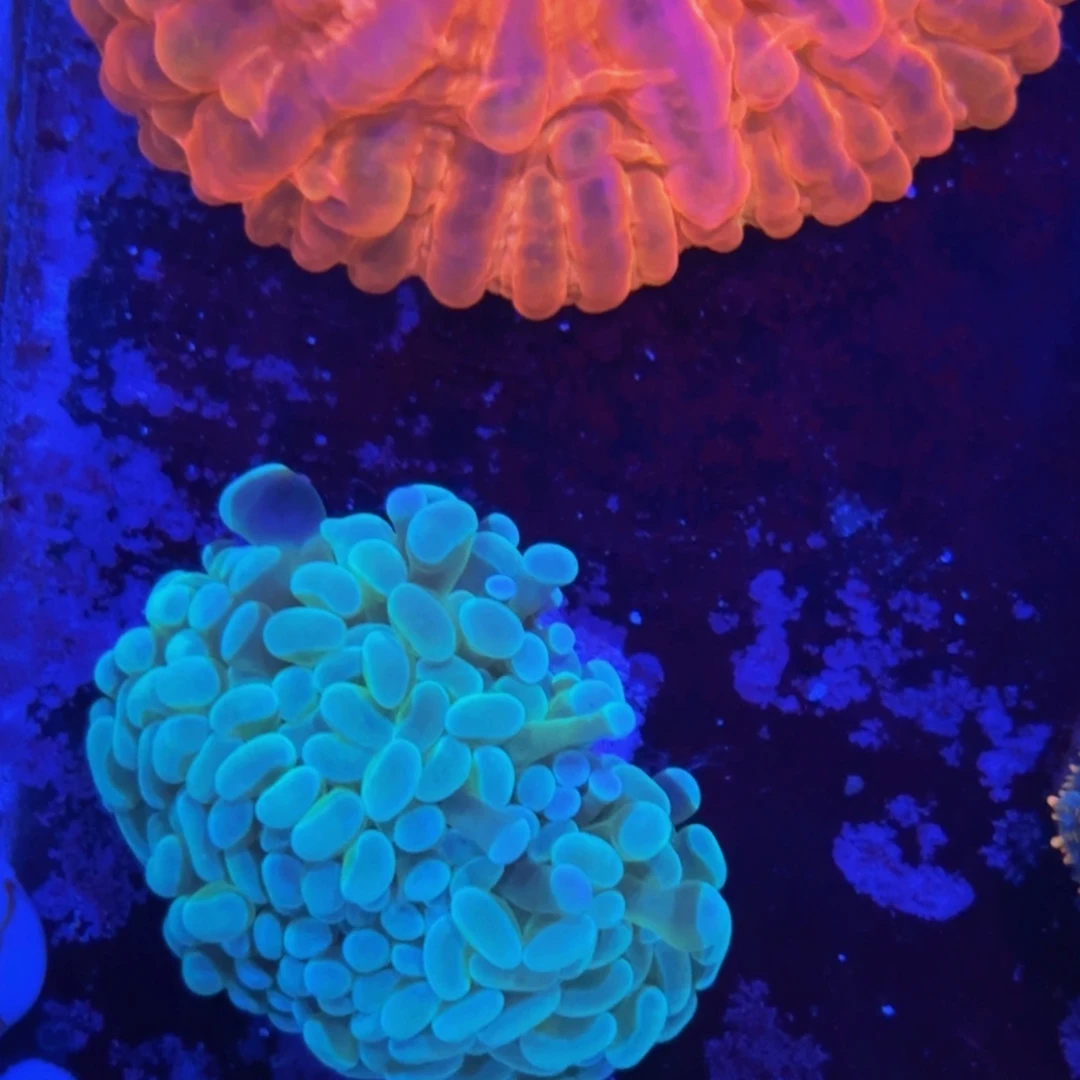 万鱼来朝海水观赏