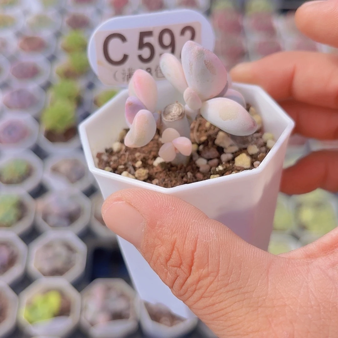 C592紫乐锦一物一拍
