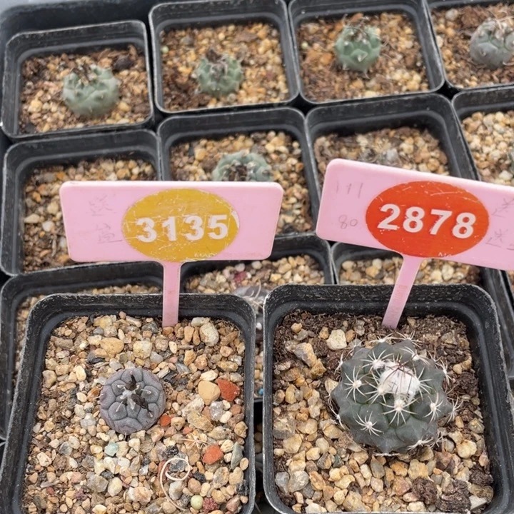 王***厌实生娇丽2棵3135-2878000000