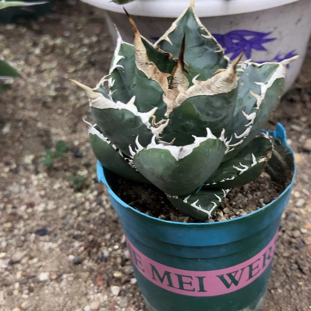 立可白仁王冠植物