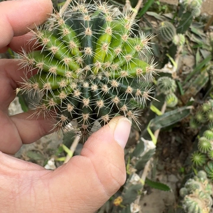 339彩草64锦无根侧牙虫咬