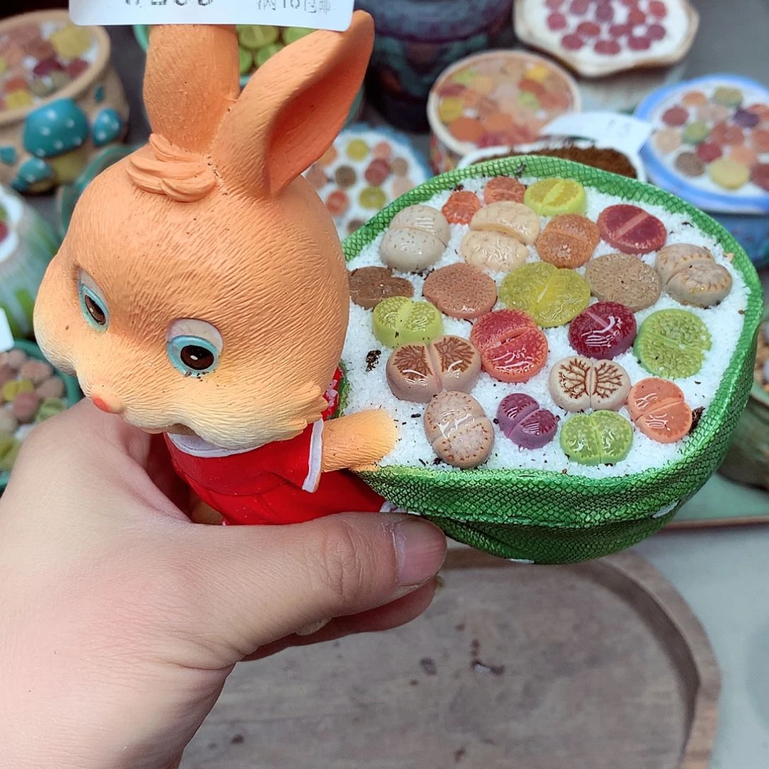 郎哥多肉生石花9-27