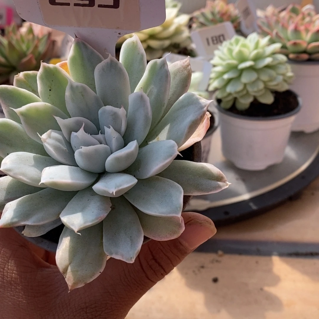 293辛普森哈哈哈哈