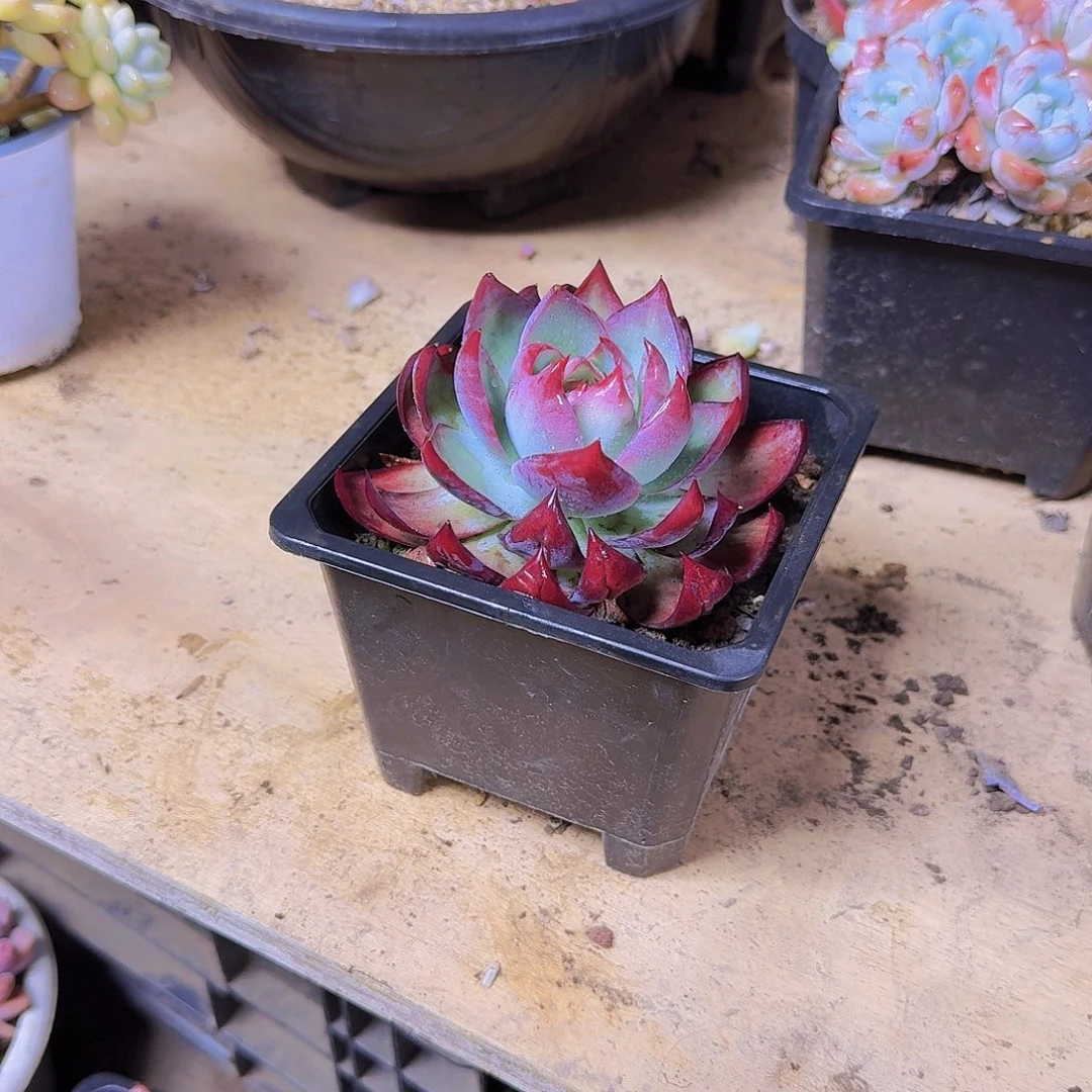 沧***粟1221惊鸿仙子一物一拍