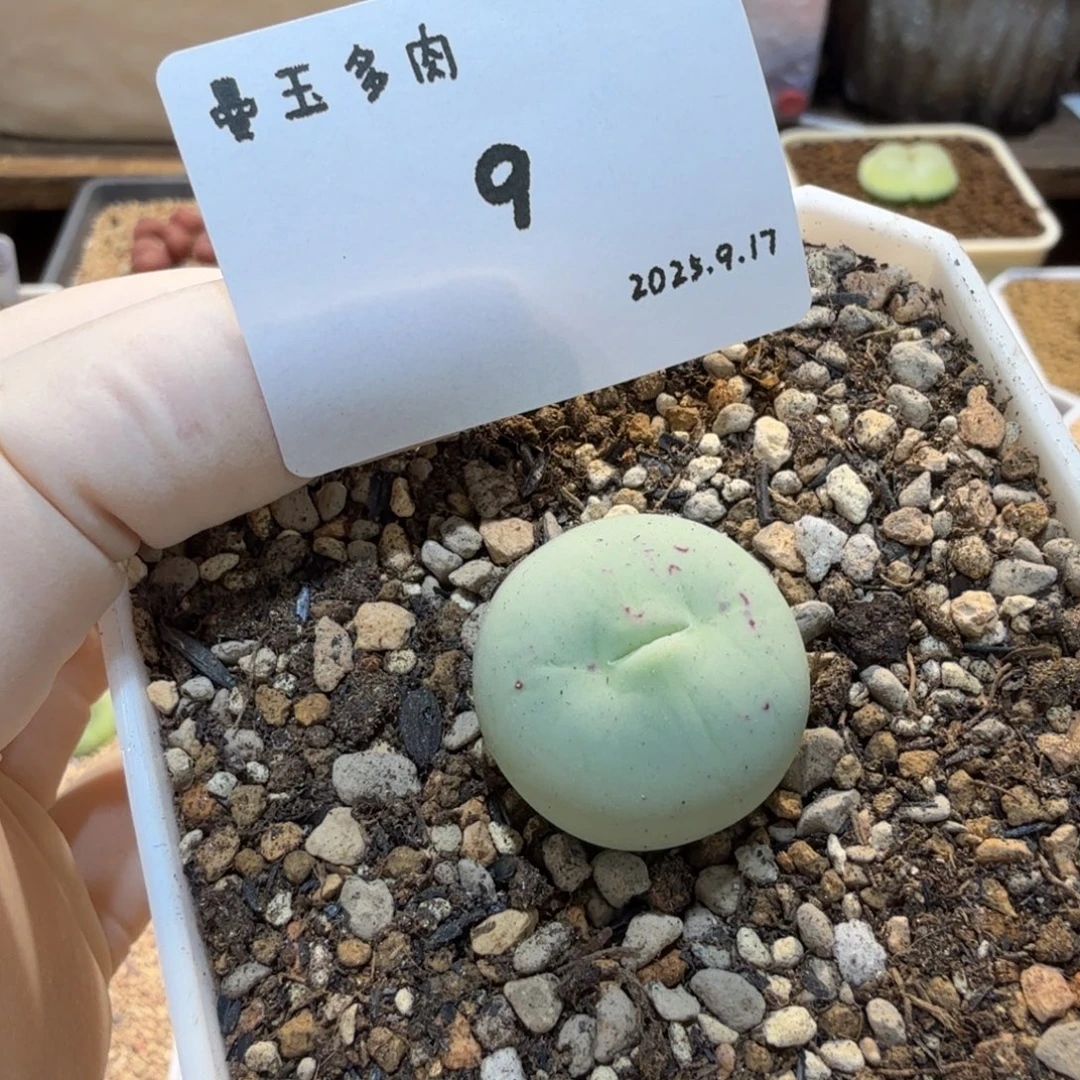 多肉多肉多肉9.17-009