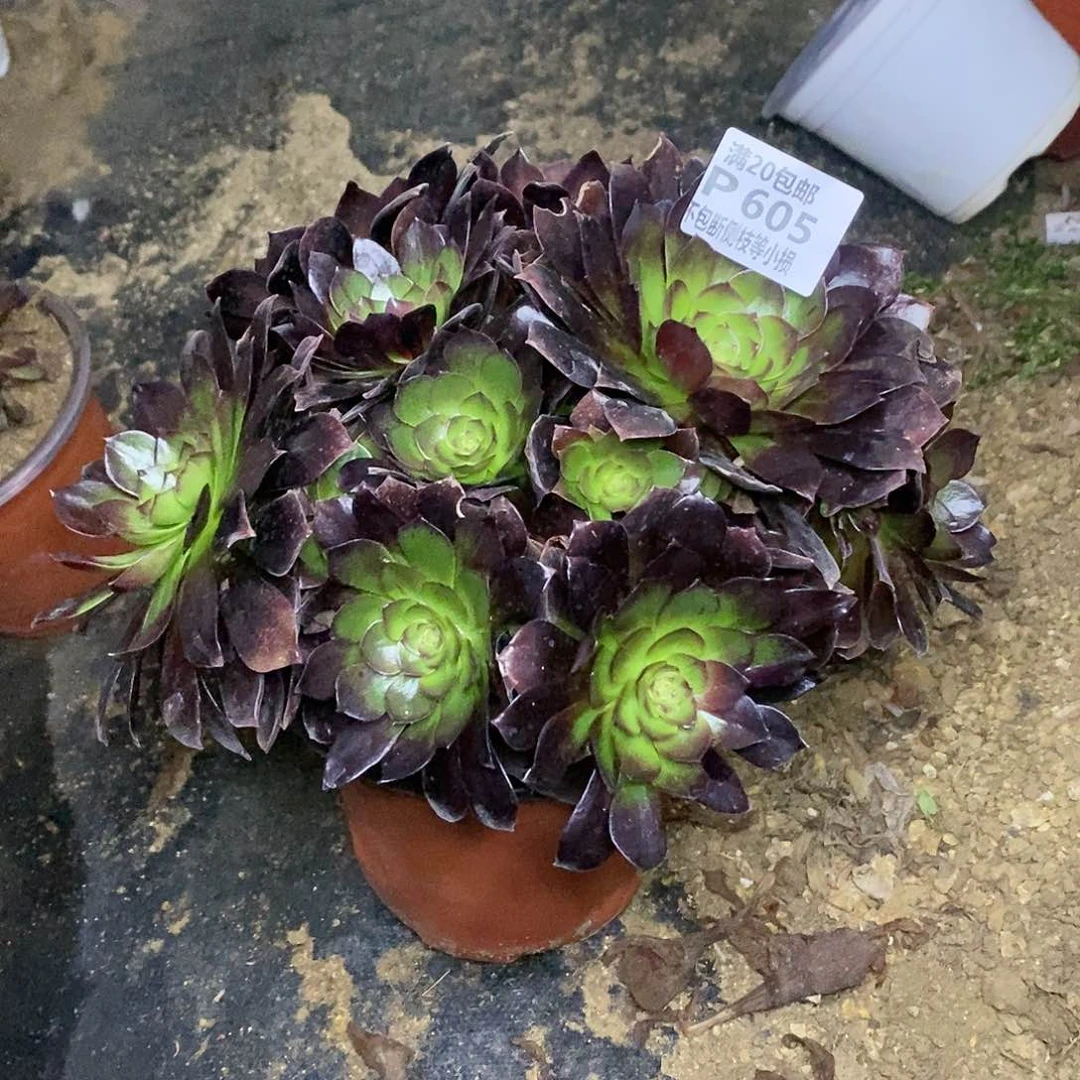 605赤焰莲多肉法师锦